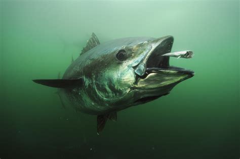 Bluefin 